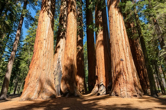 Los parques nacionales más importantes de California