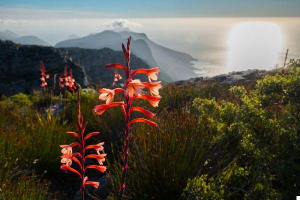 Que ver en Ciudad del Cabo: 10 experiencias imperdibles